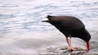 Black Oystercatcher 2 [upl. by Eustacia443]