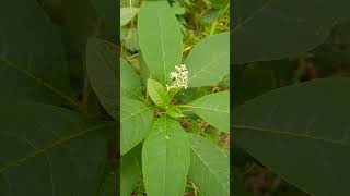 Pokeweed You Can Do Better nativeplants nativefood resilience [upl. by Farly175]