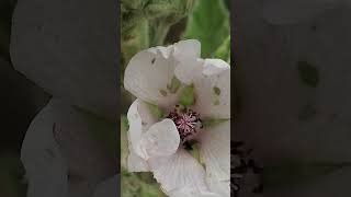 Althaea officinalis [upl. by Nole382]