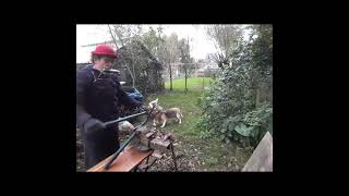 quot De pompbak is kapot quot harmonica funny woodwork animals shortsvideo [upl. by Rex]