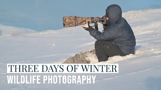 3 days of WILDLIFE PHOTOGRAPHY in COLD conditions  WINTER EXPEDITION  Nikon Z9 [upl. by Dibb]