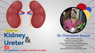 Lecture on gross anatomy of kidney and ureter [upl. by Isaac]