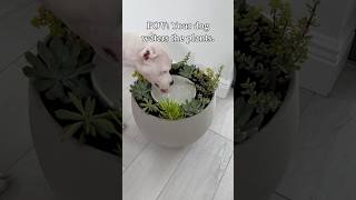 A dog water bowl planter 🌱 dog plant dogs shorts [upl. by Sergias273]