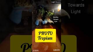 PHOTOTROPISM Class 10th science phototropism biology [upl. by Alleynad]