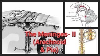 The Meninges  II  Arachnoid mater  Pia mater [upl. by Elhsa]