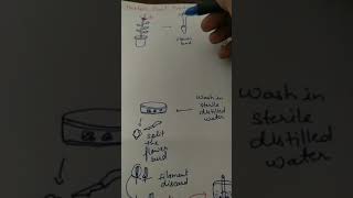 Haploid plant production Anther and pollen grain culture [upl. by Ikkela]