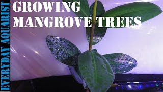 How To Grow Mangrove Tree In Your Aquarium [upl. by Ragnar]