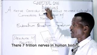 BIOLOGY FORM 4 CHAPTER 1 Funtional types of neurons LECTURE 5 [upl. by Dublin]