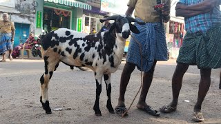 9082024live நேரலை எட்டயபுரம் வெள்ளிக்கிழமை ஆட்டுச் சந்தை [upl. by Ennaitak]