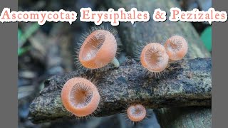 Ascomycota Erysiphales Pezizales  Fungi classification  Cup Fungi  lecture HarumkiAmma [upl. by Bette-Ann2]