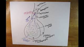 Endocrine hypophyseal portal system [upl. by Albright]