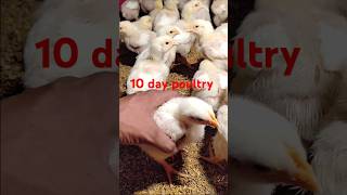 10 day poultry poultry shorts [upl. by Adnil]