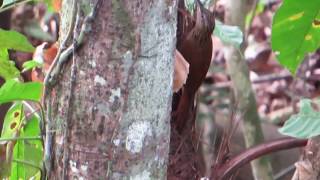 Cocoa Woodcreeper 2 [upl. by Laohcin564]