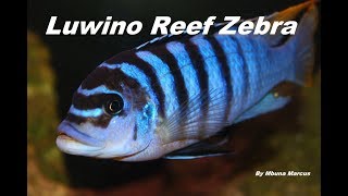 African Cichlid Species Metriaclima fainzilberi quotLuwino Reefquot Zebra [upl. by Elinore282]