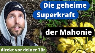 Mahonie  Die Heilpflanze die dich überraschen wird  Schönheit und Gesundheit in einem [upl. by Lokin352]