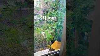 Call Ravi Quran tilawatquran islam youtubeshorts islamallquran islamm80short feed quran [upl. by Wolfe]