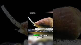 Unveiling the Deadly Secrets of the Cone Snail A Close Encounter with a Venomous Gastropod [upl. by Novla]