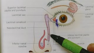 LACRIMAL APPRATUSBDCHAURASIAHEADNECK AND BRAIN ANATOMY [upl. by Nealy]