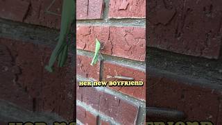 RIP Nearly Headless Nick the Mantis 💀prayingmantis prayfornick freddythemantis [upl. by Standing677]