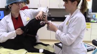 Canine Endotracheal Tube Placement Veterinary Technician Education [upl. by Qirat]