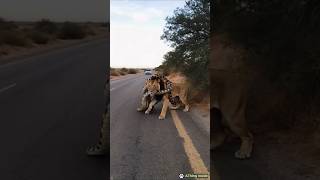 Giant python finally gave up on the lion lion python animals ai nature shorts youtubeshorts [upl. by Nehepts]