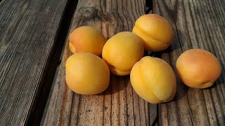 Amazing Sugar Apricot Prunus armeniaca [upl. by Llenreb101]