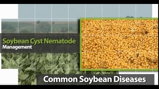 Managing Soybean Cyst Nematode [upl. by Daloris666]