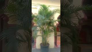 ARECA PALM [upl. by Faden]