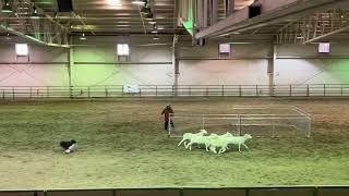 Nash 2024 Sheep B Nationals [upl. by Barling]