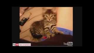 Grappige katten filmpjes 2014 compilatie [upl. by Annor]