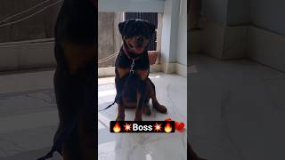 Bruno ne dikha diya apna power⚡️💣💥🔥dog bruno music puppy [upl. by Kramnhoj]