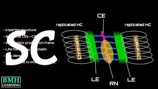 Synaptonemal Complex [upl. by Prendergast]