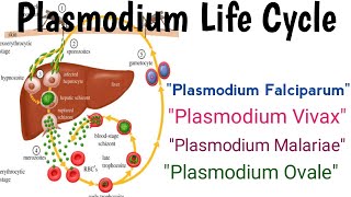 Plasmodium Falciparum plasmodium Vivax Plasmodium Ovale Plasmodium Malariae Explain in Hindi [upl. by Garnes568]