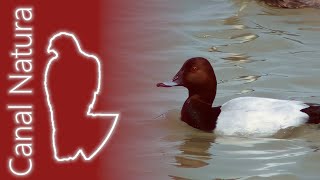 Porrón europeo Aythya ferina Common Pochard [upl. by Ydnar444]