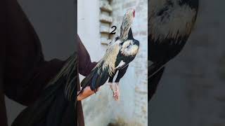 Konsa Acha ha 🥰 🔥 subscribe viralvideo yt birds love attitude lover [upl. by Esilenna]