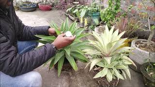 Agave plant  How to grow agave plant  How to care agave plant [upl. by Ryley147]