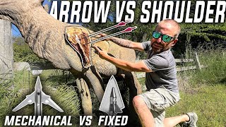 ELK SHOULDER BLADE VS BROADHEADS Ballistics Gel Test [upl. by Benedicta846]