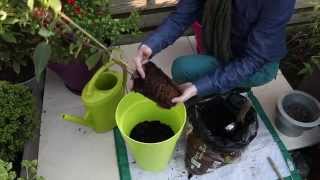 Comment planter une clématite en pot [upl. by Leatri]