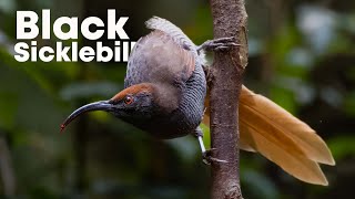 Female Black Sicklebill  Birds of Paradise  4K Video from West Papua [upl. by Michaelina]