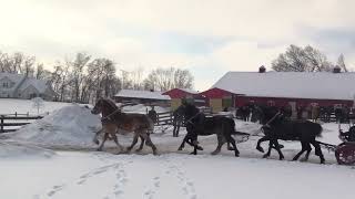 Slate Acres  2022 Mid America Draft Horse Sale Consignments [upl. by Naor269]