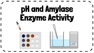 Investigating Effect of pH on Enzyme Amylase Activity  GCSE Biology Revision [upl. by Fahey]