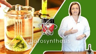 Rates Of Photosynthesis  GCSE Science Required Practical [upl. by Yerfdog]