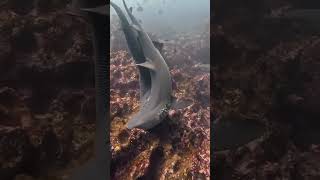 عملية تزاوج أسماك القرش Shark mating process [upl. by Gussi]