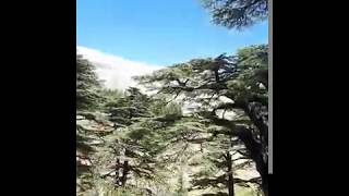 Cedars of the Lord Qadisha Valley Lebanon [upl. by Apfel]