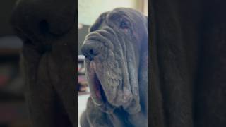 Mastino napoletano mastiff dog mastino [upl. by Mcgregor751]