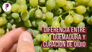 Tratamiento curativo del oídio Diferencia entre quemadura y curación [upl. by Maxey]