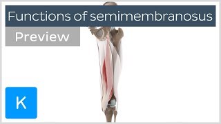 Functions of the semimembranosus muscle preview  Human 3D Anatomy  Kenhub [upl. by Ecirad]