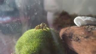 A pet jumping spider hyllus diardi 4k HD [upl. by Einnim633]