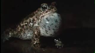 Natterjack Toad Call Epidalea calamita [upl. by Nesiaj663]