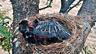 Unusual activities done by little drongo bird babies BirdPlusAnimals [upl. by Pansir]